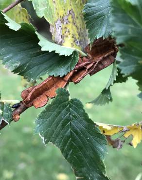 Fotografia 13 da espécie Ulmus glabra no Jardim Botânico UTAD