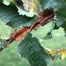 Fotografia 13 da espécie Ulmus glabra do Jardim Botânico UTAD