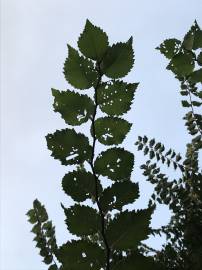 Fotografia da espécie Ulmus glabra