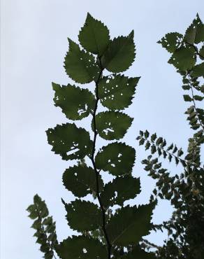 Fotografia 14 da espécie Ulmus glabra no Jardim Botânico UTAD