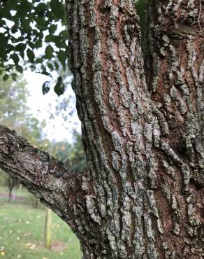 Fotografia 15 da espécie Ulmus glabra no Jardim Botânico UTAD