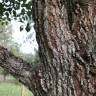 Fotografia 15 da espécie Ulmus glabra do Jardim Botânico UTAD