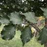 Fotografia 16 da espécie Ulmus glabra do Jardim Botânico UTAD