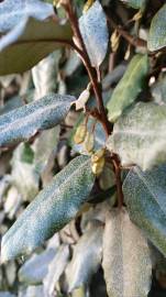 Fotografia da espécie Elaeagnus pungens