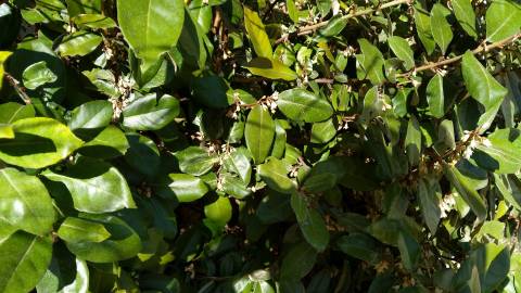 Fotografia da espécie Elaeagnus pungens