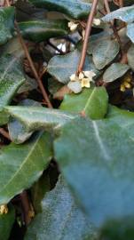Fotografia da espécie Elaeagnus pungens