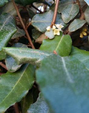 Fotografia 14 da espécie Elaeagnus pungens no Jardim Botânico UTAD