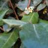 Fotografia 14 da espécie Elaeagnus pungens do Jardim Botânico UTAD