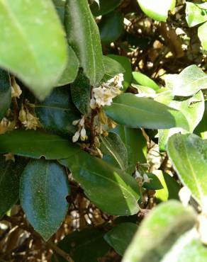 Fotografia 15 da espécie Elaeagnus pungens no Jardim Botânico UTAD