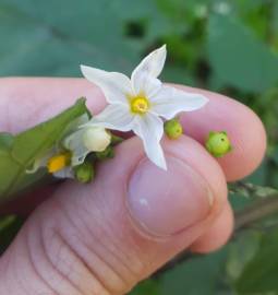 Fotografia da espécie Solanum nigrum