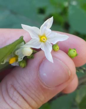 Fotografia 17 da espécie Solanum nigrum no Jardim Botânico UTAD