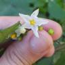Fotografia 17 da espécie Solanum nigrum do Jardim Botânico UTAD