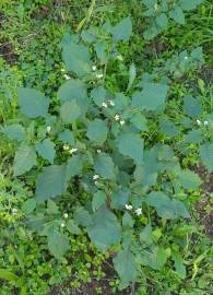 Fotografia da espécie Solanum nigrum