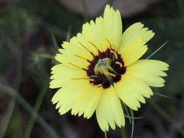 Fotografia da espécie Tolpis barbata