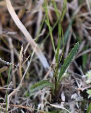 Fotografia da espécie Serratula tinctoria