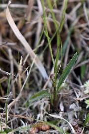 Fotografia da espécie Serratula tinctoria subesp. seoanei