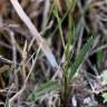 Fotografia 1 da espécie Serratula tinctoria subesp. seoanei do Jardim Botânico UTAD