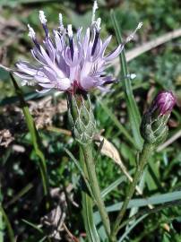 Fotografia da espécie Serratula tinctoria subesp. seoanei