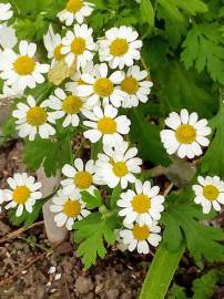 Fotografia da espécie Tanacetum parthenium