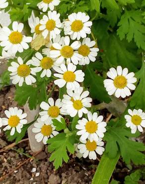 Fotografia 11 da espécie Tanacetum parthenium no Jardim Botânico UTAD