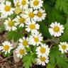 Fotografia 11 da espécie Tanacetum parthenium do Jardim Botânico UTAD