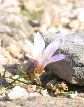 Fotografia 15 da espécie Romulea bulbocodium var. bulbocodium no Jardim Botânico UTAD