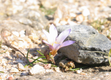 Fotografia da espécie Romulea bulbocodium var. bulbocodium