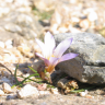 Fotografia 15 da espécie Romulea bulbocodium var. bulbocodium do Jardim Botânico UTAD