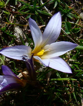 Fotografia 16 da espécie Romulea bulbocodium var. bulbocodium no Jardim Botânico UTAD