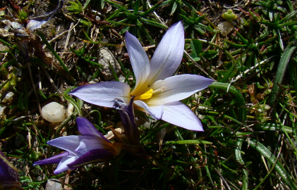 Fotografia da espécie Romulea bulbocodium var. bulbocodium