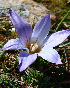 Fotografia 17 da espécie Romulea bulbocodium var. bulbocodium no Jardim Botânico UTAD