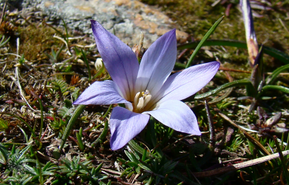 Fotografia da espécie Romulea bulbocodium var. bulbocodium