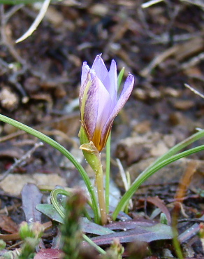 Fotografia 18 da espécie Romulea bulbocodium var. bulbocodium no Jardim Botânico UTAD