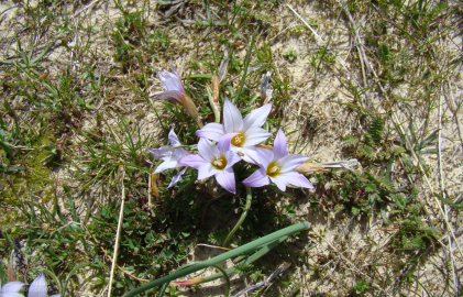 Fotografia da espécie Romulea bulbocodium var. bulbocodium