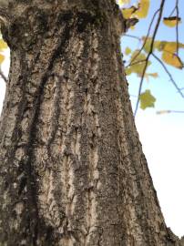 Fotografia da espécie Liriodendron tulipifera