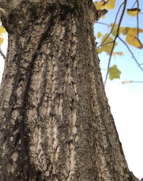 Fotografia 14 da espécie Liriodendron tulipifera no Jardim Botânico UTAD