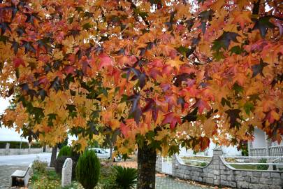 Fotografia da espécie Liquidambar styraciflua