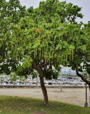 Fotografia 12 da espécie Coccoloba uvifera no Jardim Botânico UTAD