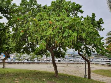 Fotografia da espécie Coccoloba uvifera