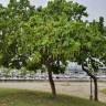 Fotografia 12 da espécie Coccoloba uvifera do Jardim Botânico UTAD