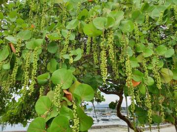 Fotografia da espécie Coccoloba uvifera