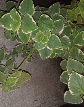 Fotografia 8 da espécie Plectranthus forsteri no Jardim Botânico UTAD