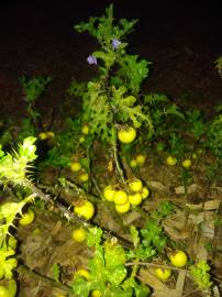 Fotografia da espécie Solanum linnaeanum