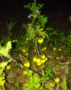Fotografia 15 da espécie Solanum linnaeanum no Jardim Botânico UTAD