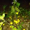 Fotografia 15 da espécie Solanum linnaeanum do Jardim Botânico UTAD
