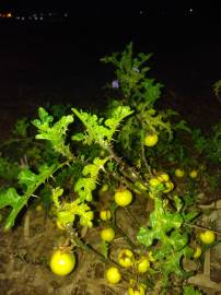 Fotografia da espécie Solanum linnaeanum