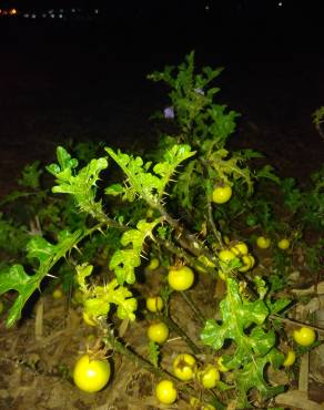 Fotografia 16 da espécie Solanum linnaeanum no Jardim Botânico UTAD