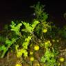 Fotografia 16 da espécie Solanum linnaeanum do Jardim Botânico UTAD