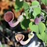 Fotografia 17 da espécie Aristolochia baetica do Jardim Botânico UTAD