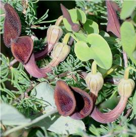 Fotografia da espécie Aristolochia baetica